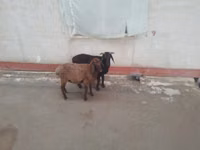 Sheep (batch, sex not specified), Sheep — photo 2
