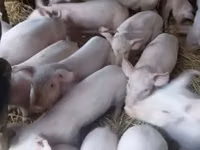 Schweine (Partie, Geschlecht nicht angegeben) — Foto 1