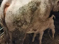 Toro, Charolais cattle — foto 3