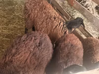 Ram, Sheep — photo 3