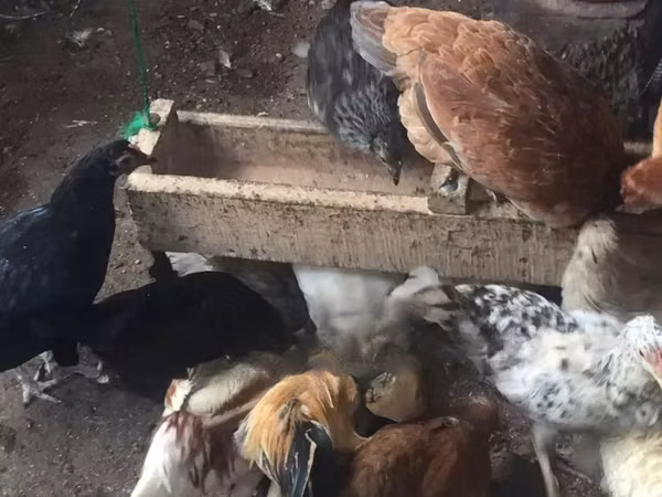 Chickens