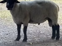 公羊, White Suffolk sheep — 照片 1