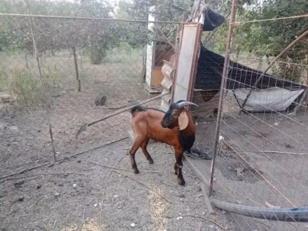 Billy Goat, Nubian Goat