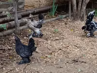 Chickens — Foto 2