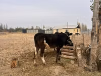 Cow, Cattle — photo 2