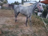 Horse (M), Thoroughbred horse — photo 5