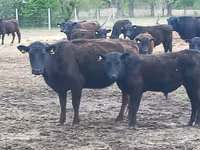 Toro, Aberdeen-Angus — foto 5