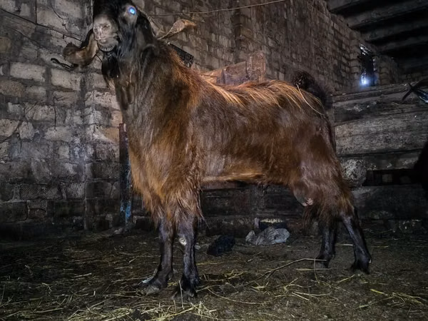 تيس, Kamori goats
