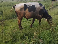 Bull, Simmental cattle — photo 6