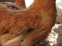 Shamo chickens — photo 4
