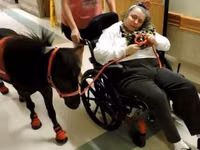 公马, Miniature horse — 照片 5