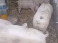 Eber, Schweine — Foto 1
