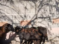 Billy Goat, Goats — photo 4