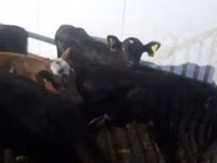 公牛, Limousin cow — 照片 8
