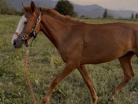 Hengst, Tiger horse — Foto 2