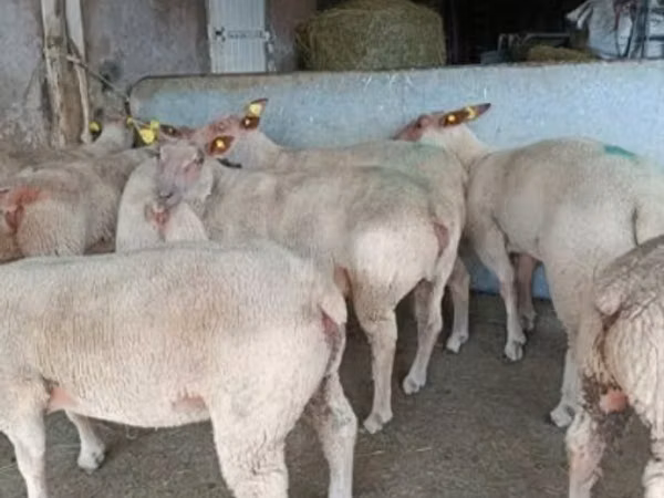 भेड़, Charollais sheep