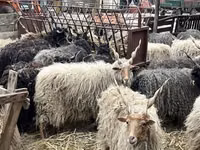 Sheep (batch, sex not specified), Racka sheep — photo 2