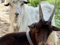 母山羊, Goats — 照片 3