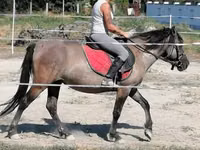 घोड़ी, Polish pony — फ़ोटो 2