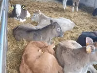 Rinder (Partie, Geschlecht nicht angegeben), Simmental cattle — Foto 3