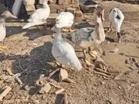 Ducks — الصورة 1