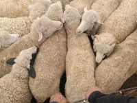 मेढ़ा, Kazakh meat-wool sheep — फ़ोटो 2