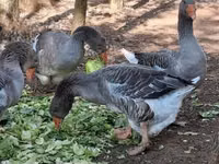 Geese — foto 8
