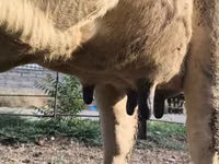 गाय, Swiss cattle — फ़ोटो 7