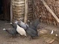 पर्ल ग्रे — फ़ोटो 1