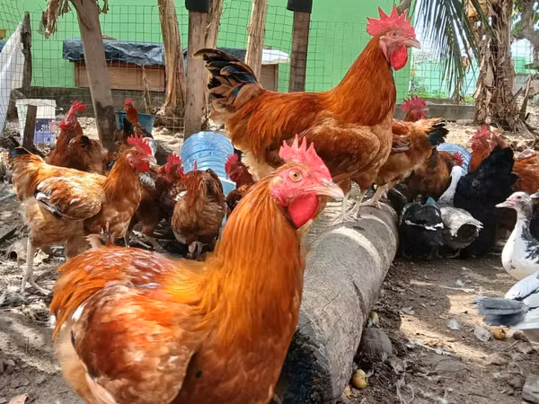 Shamo chickens