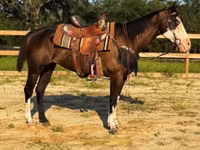 Stute, American paint horse — Foto 4