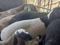 मेढ़ा, Rhon sheep — फ़ोटो 5