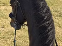 घोड़ा, Dutch warmblood horse — फ़ोटो 3