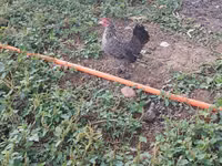 Chickens — 照片 7