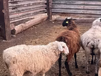 Widder, Kazakh fat-tailed coarsewool sheep — Foto 3