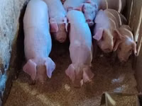 Eber, Schweine — Foto 4