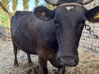 गाय, Swiss cattle — फ़ोटो 3