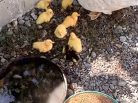 Ducks — الصورة 1