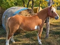母马, Shetland Pony — 照片 2