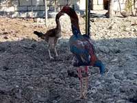 Chickens — foto 3