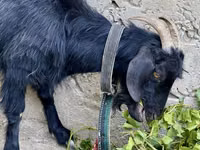 母山羊, Goats — 照片 6
