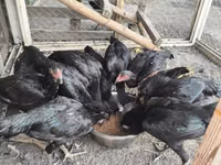 Chickens — photo 5