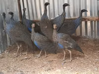 Guinea fowl — الصورة 3