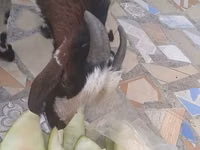 Ziegenbock, Ziegen — Foto 5