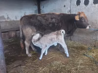 Vaca, Raza Alatau — foto 2
