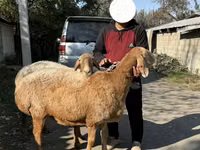 Schaf, Arashan sheep — Foto 5