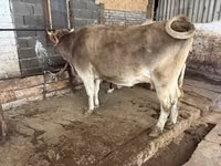 गाय, अलाताऊ नस्ल — फ़ोटो 2
