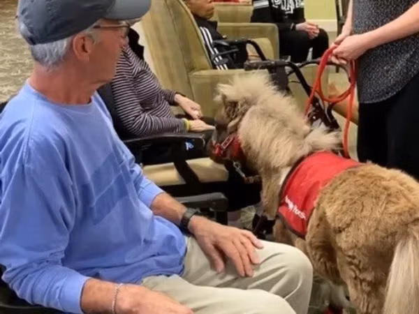 母马, Miniature horse