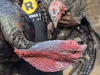 Turkeys — الصورة 1