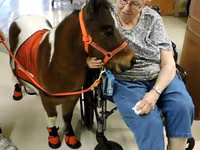 Caballo, Miniature horse — foto 5
